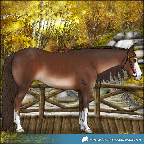 Horse Color:Liver Chestnut 