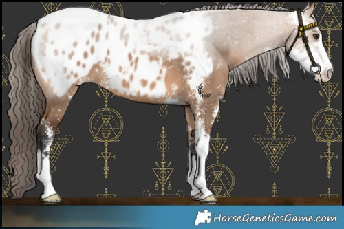Horse Color:Bay Dun Sabino Blanket 