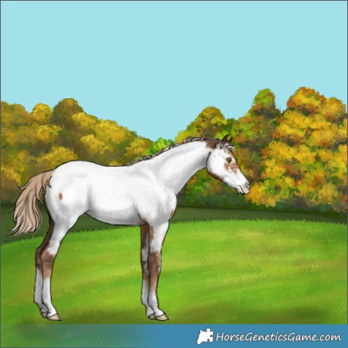 Horse Color:Chocolate Palomino Sabino Appaloosa 