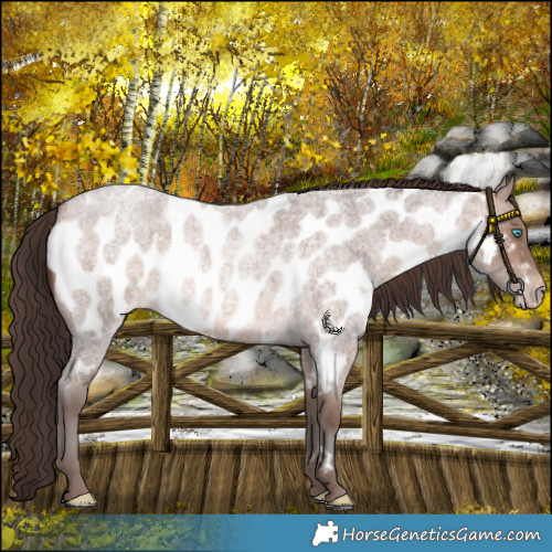 Horse Color:Sable Champagne Roan Mushroom Appaloosa 