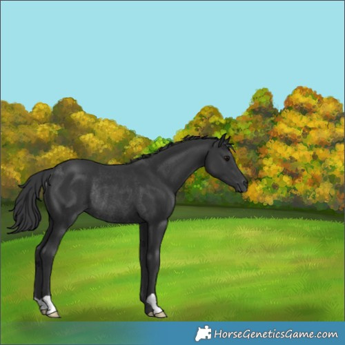 Horse Color:Black Rabicano 