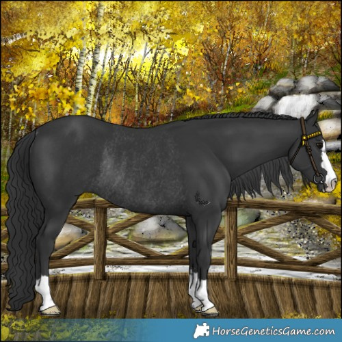 Horse Color:Black Rabicano 