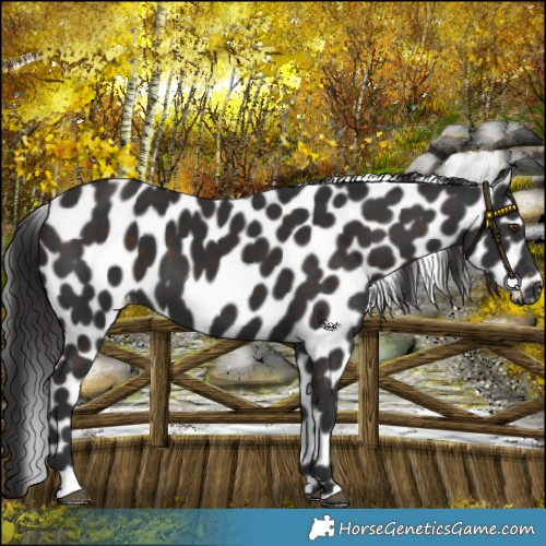 Horse Color:Liver Chestnut Leopard 