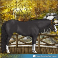 Horse Color:Smoky Black 