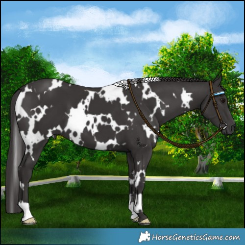 Horse Color:White Spotted Smoky Black 