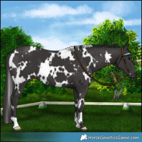 Horse Color:White Spotted Smoky Black 