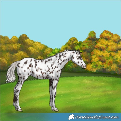 Horse Color:Silver Brown Appaloosa 