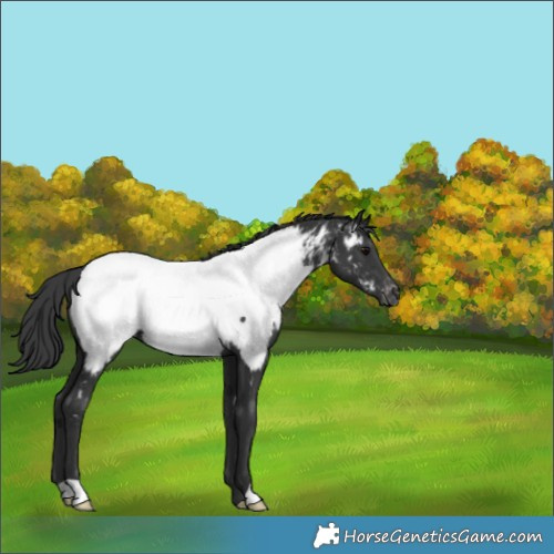 Horse Color:Black Appaloosa 