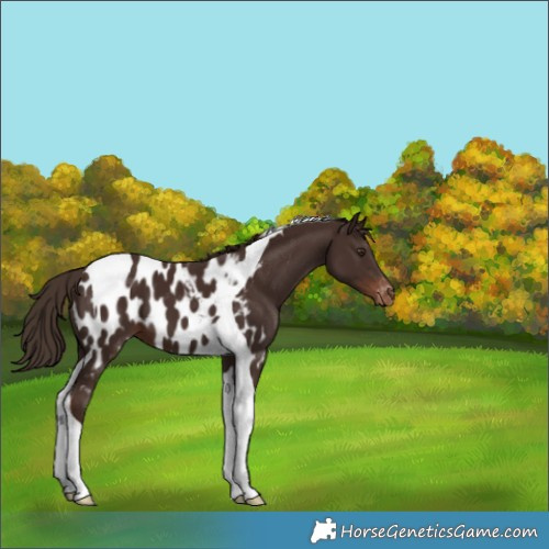 Horse Color:Liver Chestnut Tobiano Appaloosa 