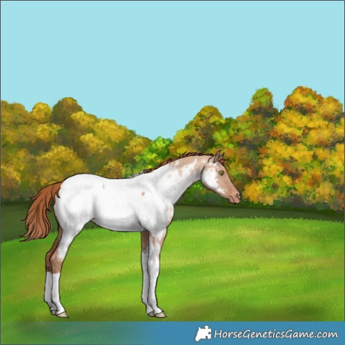 Horse Color:Gold Champagne Dun Tobiano Appaloosa 