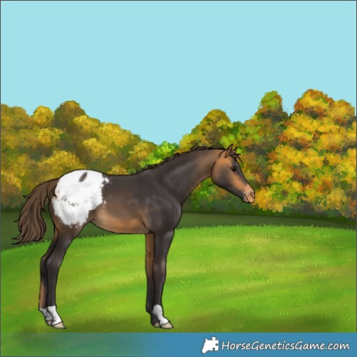 Horse Color:Buckskin Appaloosa 