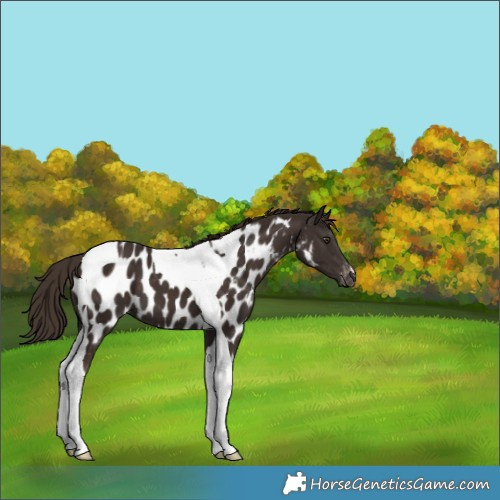 Horse Color:Liver Chestnut Tobiano Appaloosa 