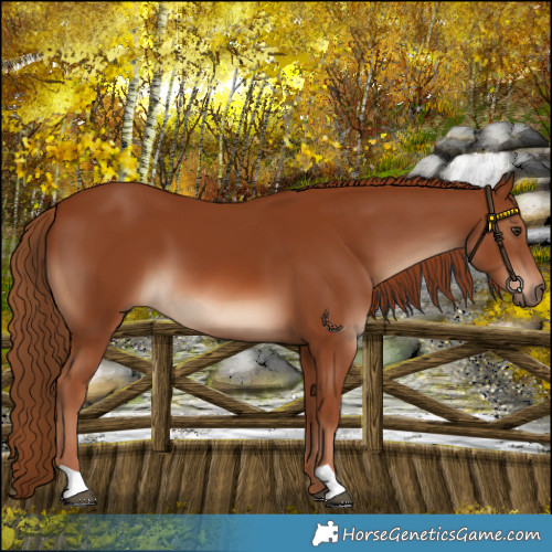 Horse Color:Chestnut 