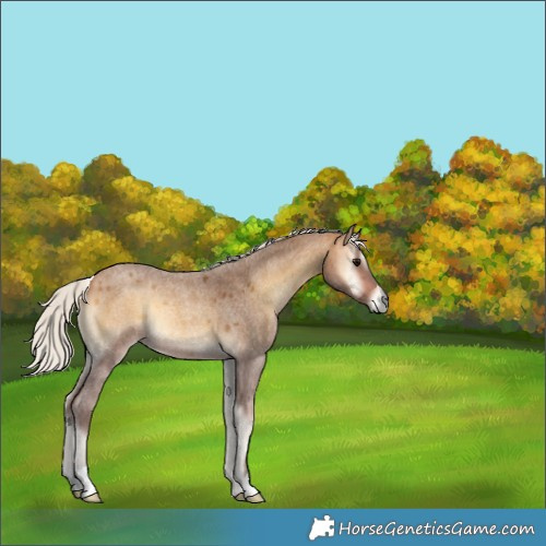 Horse Color:Silver Buckskin Roan Onyx 