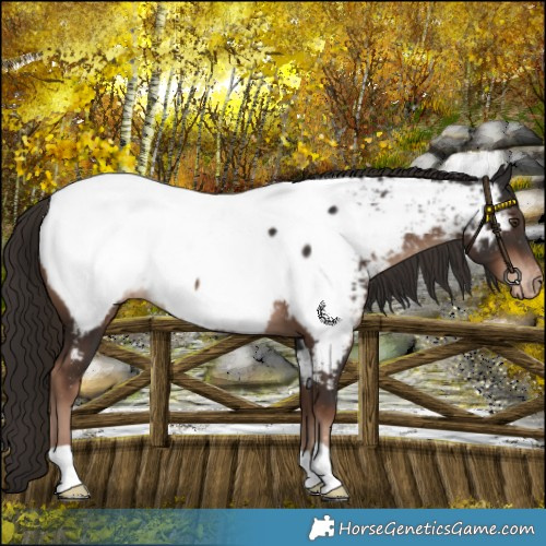 Horse Color:Liver Chestnut Near Fewspot 
