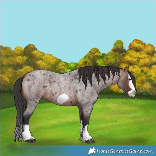Horse Color:Unknown 