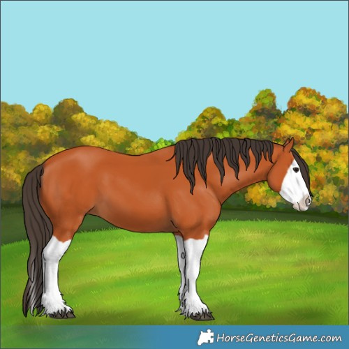 Horse Color:Unknown 