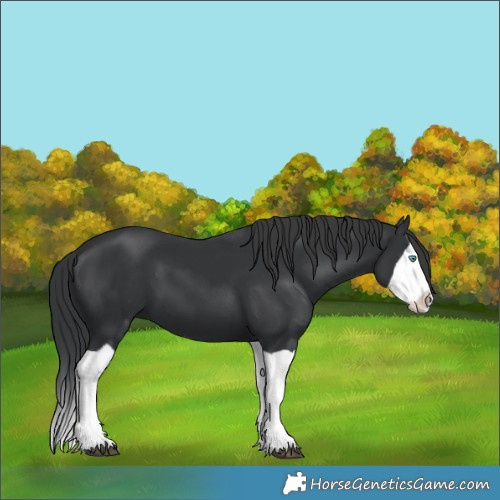 Horse Color:Unknown 