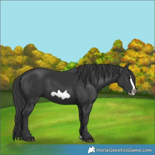 Horse Color:Black Splash Frame 