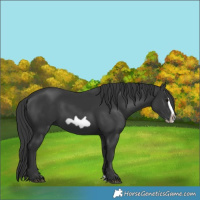 Horse Color:Black Splash Frame 