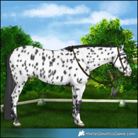 Horse Color:Black Near Leopard Rabicano