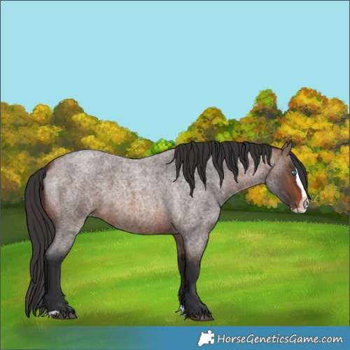 Horse Color:Unknown 