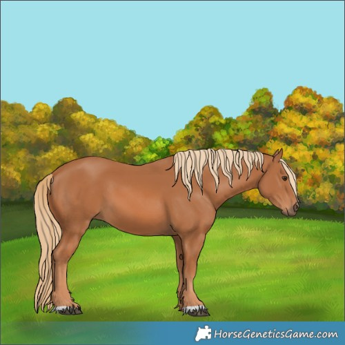 Horse Color:Unknown 