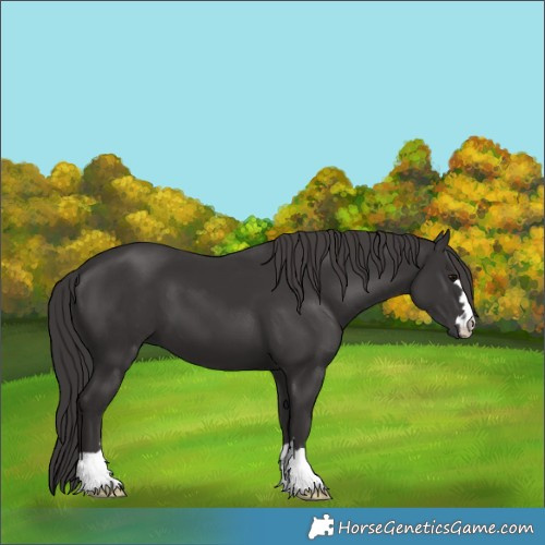 Horse Color:Smoky Black 