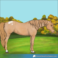 Horse Color:Chestnut Varnish