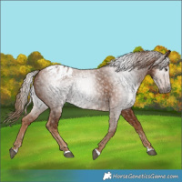 Horse Color:Gray Chestnut Blanket 