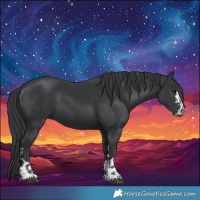 Horse Color:Black  and Black 
