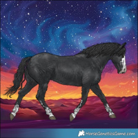 Horse Color:Black and Black
