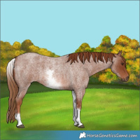 Horse Color:White Spotted Red Roan 