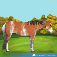 Horse Color:White Spotted Bay
