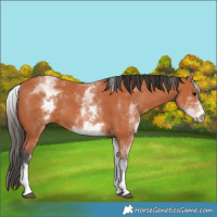 Horse Color:White Spotted Bay 