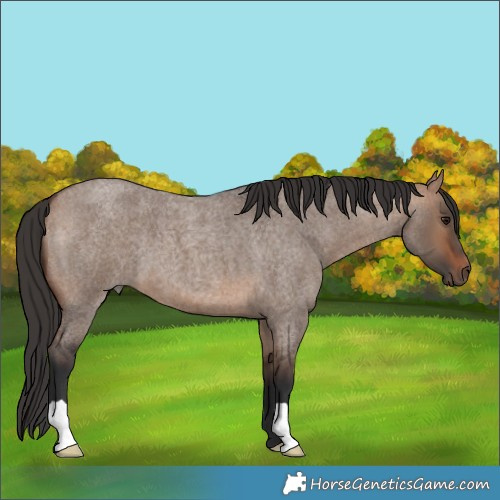 Horse Color:Bay Roan Dun 