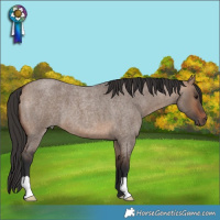 Horse Color:Bay Roan Dun 