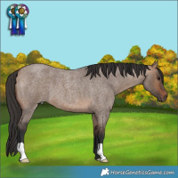 Horse Color:Bay Roan Dun 
