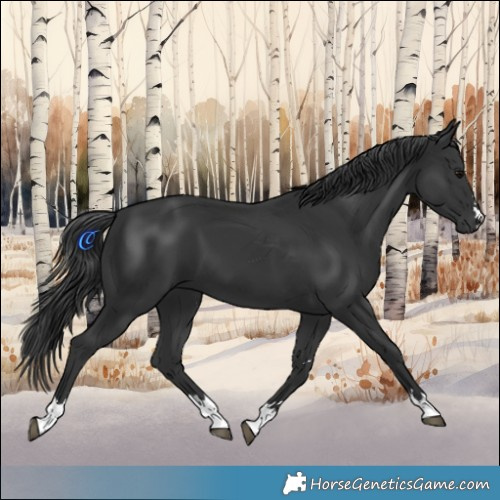 Horse Color:Black 