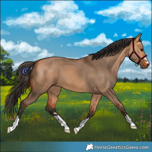 Horse Color:Bay Dun 