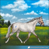 Horse Color:Powder White Silver Bay Roan Dun Rabicano