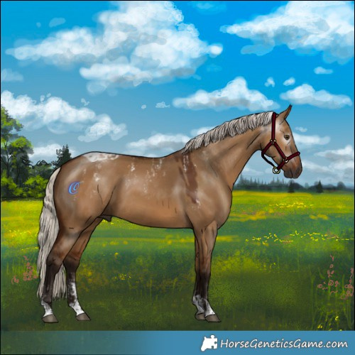 Horse Color:Powder White Gray Silver Bay Dun Rabicano  and Gray Silver Bay Dun Tobiano Rabicano 