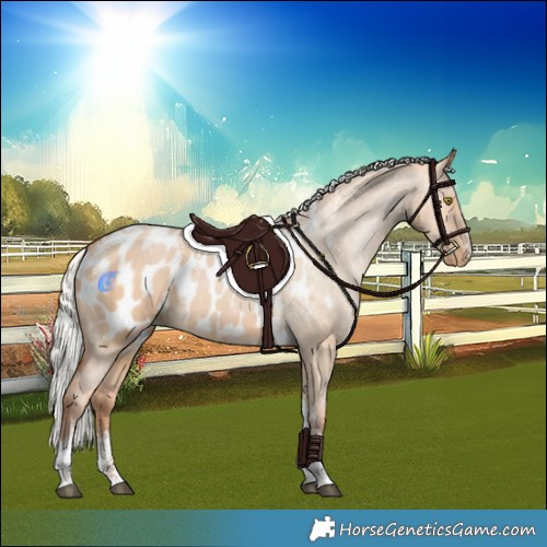 Horse Color:Powder White Silver Bay Pearl Dun Tobiano Blanket Rabicano 