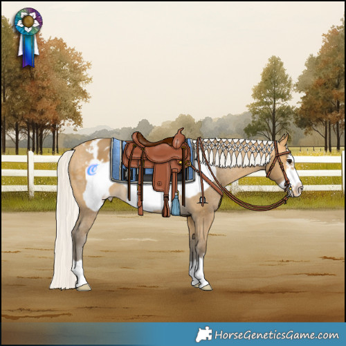 Horse Color:Silver Buckskin Frame Appaloosa 