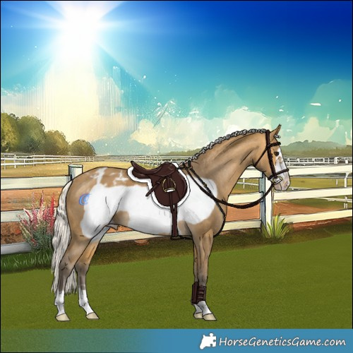 Horse Color:Silver Buckskin Frame Appaloosa 