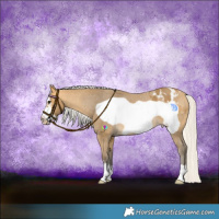 Horse Color:Silver Buckskin Frame Appaloosa 