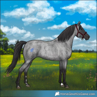 Horse Color:Smoky Blue Chinchilla Roan 