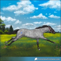 Horse Color:Smoky Blue Chinchilla Roan