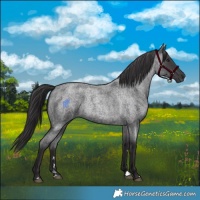 Horse Color:Smoky Blue Chinchilla Roan 