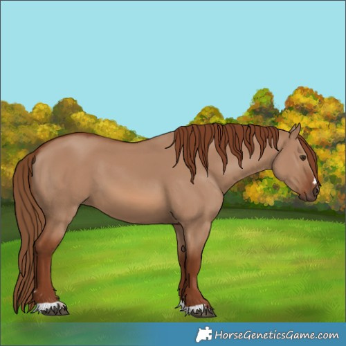 Horse Color:Red Dun